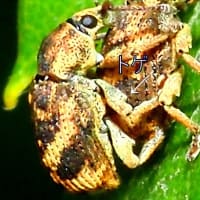 トゲアシクチブトゾウムシのペア