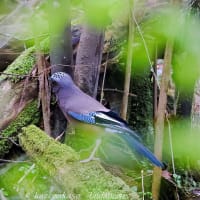 １年ぶりのミソサザイ