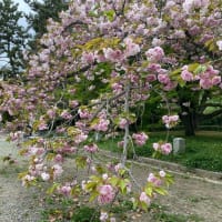 御所の八重桜