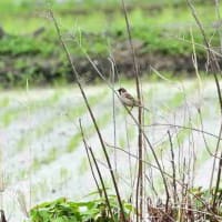 畦の草に、スズメが止まっていた。