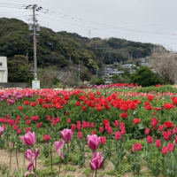 お花見いってきた・・・