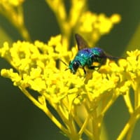 オミナエシの花にオオセイボウ