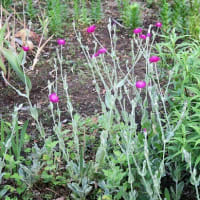 昨夜半、庭端で初蛍２匹、そして夏の花、「ビロード草」も満開。