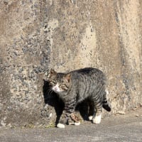 九州H島の猫たち　2024年3月　その6
