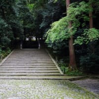 京都　青モミジ100シリーズの法然院 