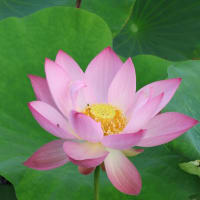 前回のブログで、蓮の花を見に行って、花は皆無で有る事を投稿致しましたが、凡そ1週間に為り、再度今日開花の状態を見て来ました、ボチボチと花を看る事が出来雨の落ちぬ間に急いで帰宅しました。