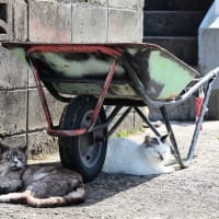 九州F島の猫たち　2025年4月　その5