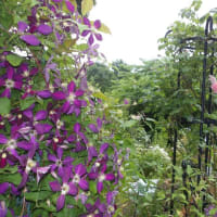 どくだみ花盛り