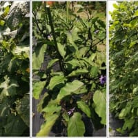 夏野菜が最盛期