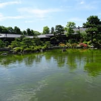 平安神宮の花菖蒲