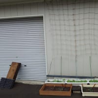 朝の雨と、ネット張り
