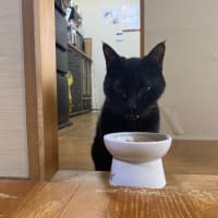 今日のくーちゃん