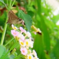 深井花のこみち