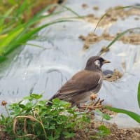田園地帯で