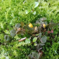 苔がとても美しい