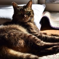我が家の愛猫～茶々（ちゃちゃ）～