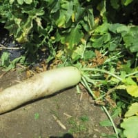 春ダイコンは超大物を穫って間もなく終了