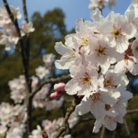 ひな祭り散歩・桜開花