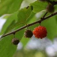 薄曇りの 福崎公園