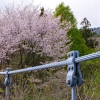 皐月の立夏　赤城森林公園の山桜