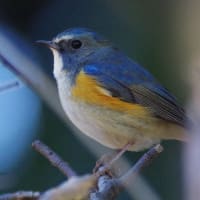 何とか会えた②一番好きなルリビタキ、 3・4枚目 近過ぎて全身収まらず