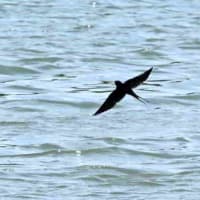 水面近く、ツバメが飛んだ。
