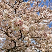 桜満開が楽しみ！
