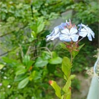 ポピーの種＊青い花の六月