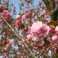 花見散歩～八重桜通り