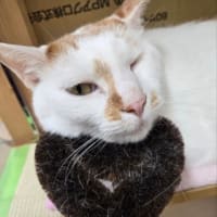😺ワクチン抗体検査