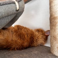 初登場ねこ