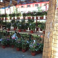 入谷朝顔まつり（朝顔市）