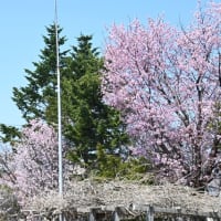 桜満開の日に、鉢の土替えと寄せ植え作り