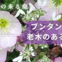 猫とも：「猫はともだち猫の来る庭・みんなの猫」(=^・^=)/