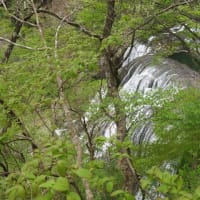 新緑の袋田の滝へ