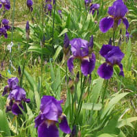 丸山高原の草花