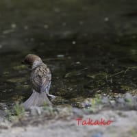 スズメの行水