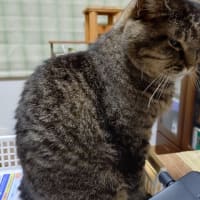 猫背