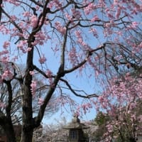 八幡の桜　2