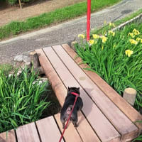 花しょうぶまつり（豊橋市賀茂しょうぶ園）に行ってきました