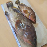 めばるの酒蒸し よねchanの釣り日誌 めばるの酒蒸し よねchanの釣り日誌