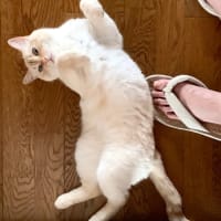 のびー。