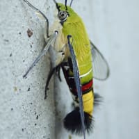 羊毛フェルト オオスカシバぬいぐるみ むしとり 羊毛フェルト オオスカシバぬいぐるみ むしとり