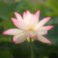 昔の写真・・・蓮
