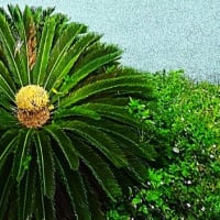 ソテツの花