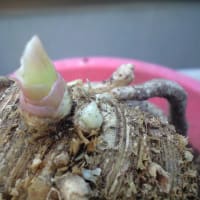 君子蘭だが・・・・