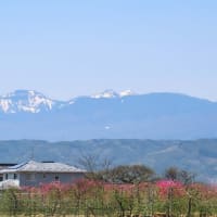 桃の花と雪山　いろいろ