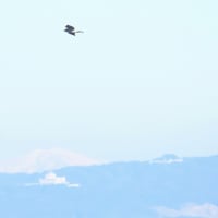 ２０２４．１２．１０（火）の日誌（秋の鷹渡り＃24.-10-01：ノスリ＆ハイタカ＆ハイイロチュウヒの飛翔）最終回