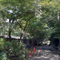 「伊豆榮 梅川亭」の青もみじ