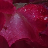 「雨滴」　いわき　フラワーセンターにて撮影！　初夏のバラ